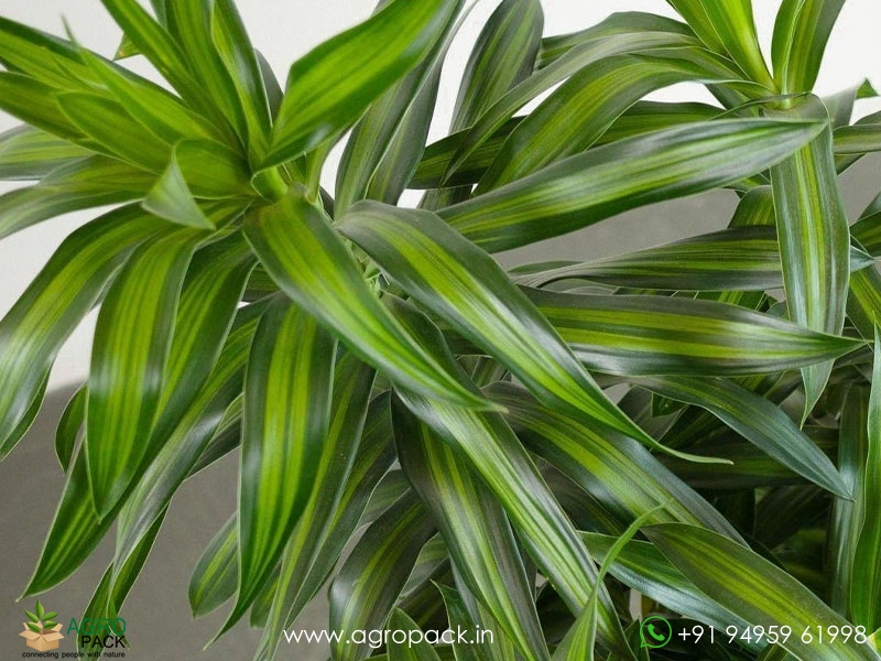 Dracaena-Song-of-Jamaica3