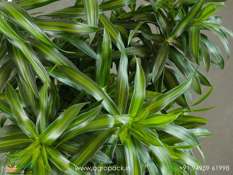Dracaena-Song-of-Jamaica4