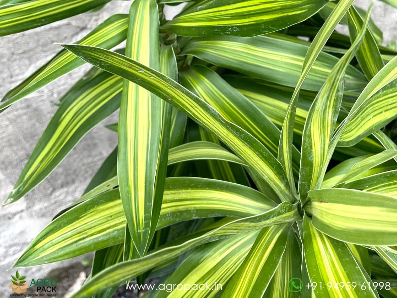 Dracaena-Song-of-Jamaica6