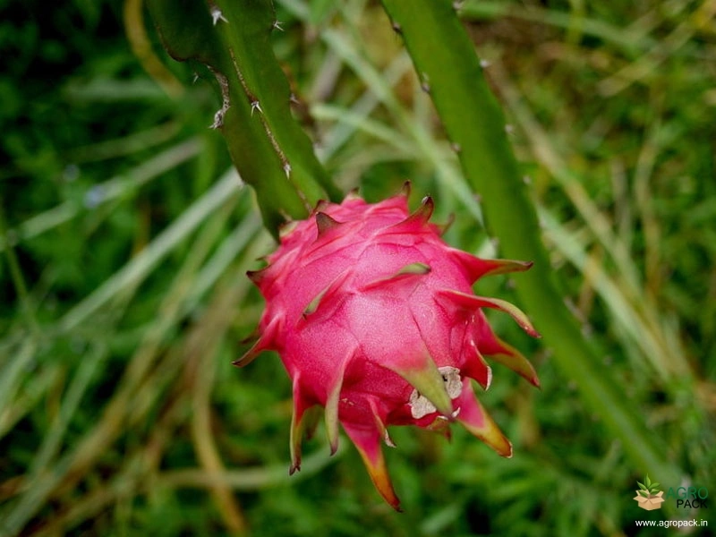 Dragon-Fruit1