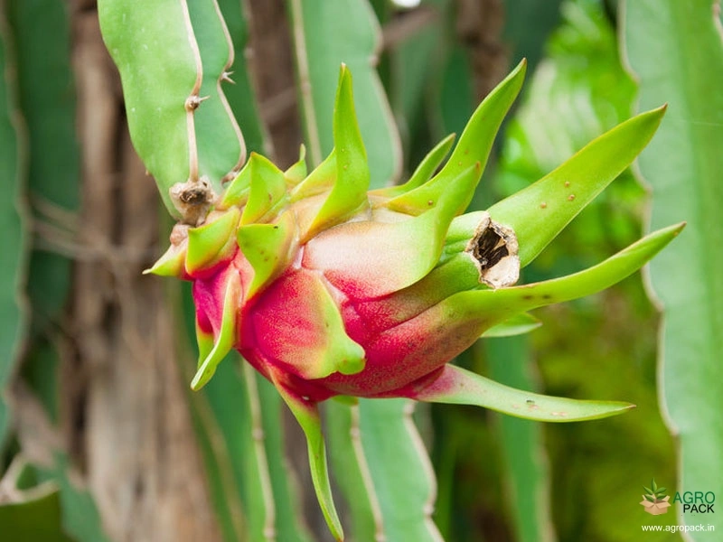 Dragon-Fruit2