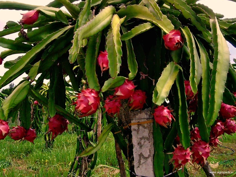 Dragon-Fruit3