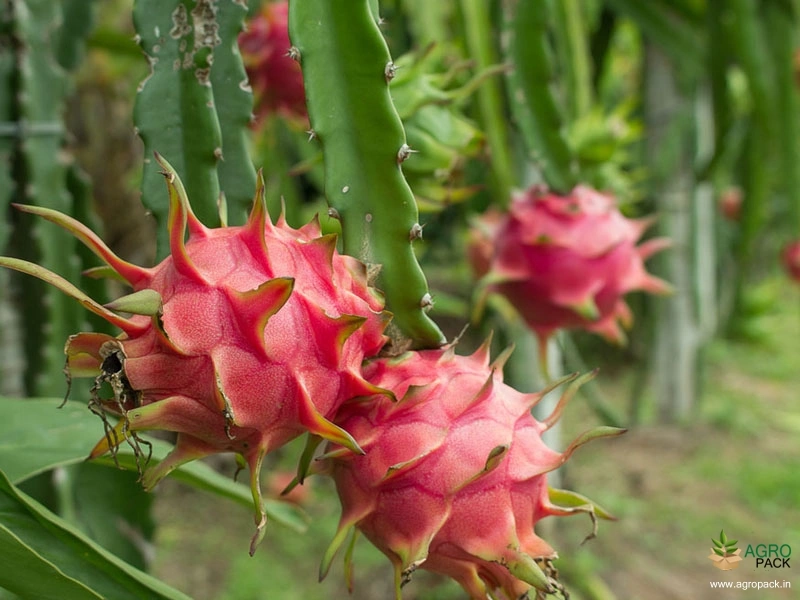 Dragon-Fruit4