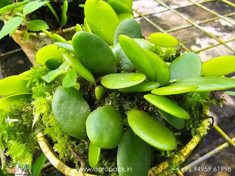 Dragon-Scale-Pyrrosia-piloselloides-Fern5