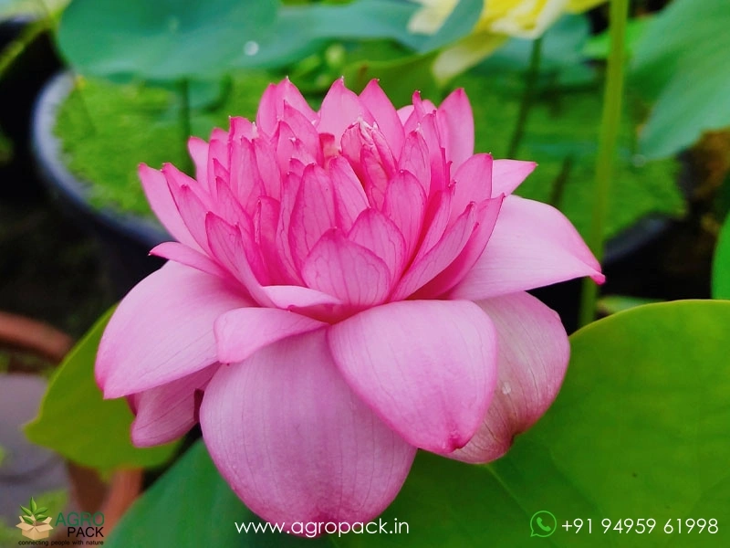 Dripping-Dew-Lotus-Tuber4