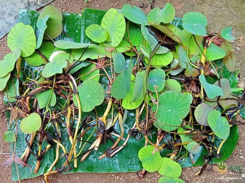 Drop-Blood-Lotus1