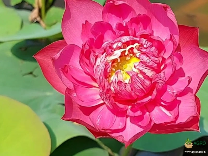 Drop-Blood-Lotus3