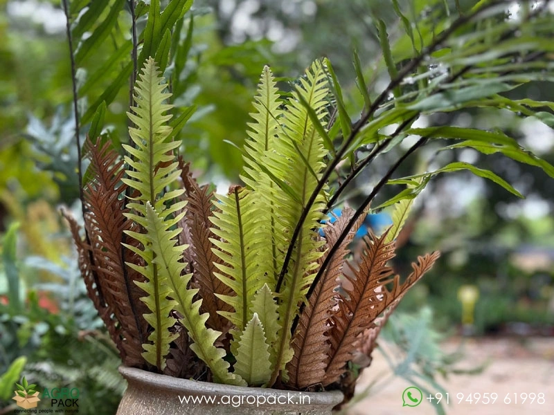 Drynaria-rigidula-Fern1