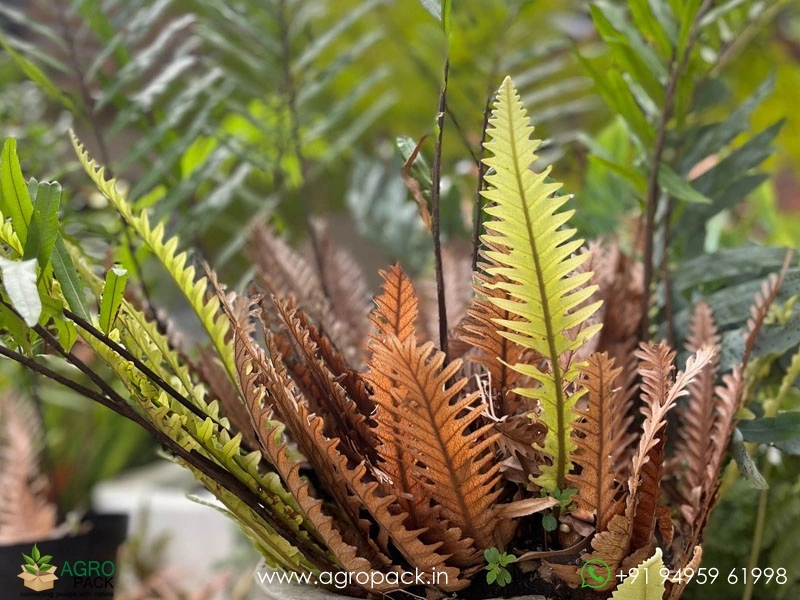 Drynaria-rigidula-Fern2