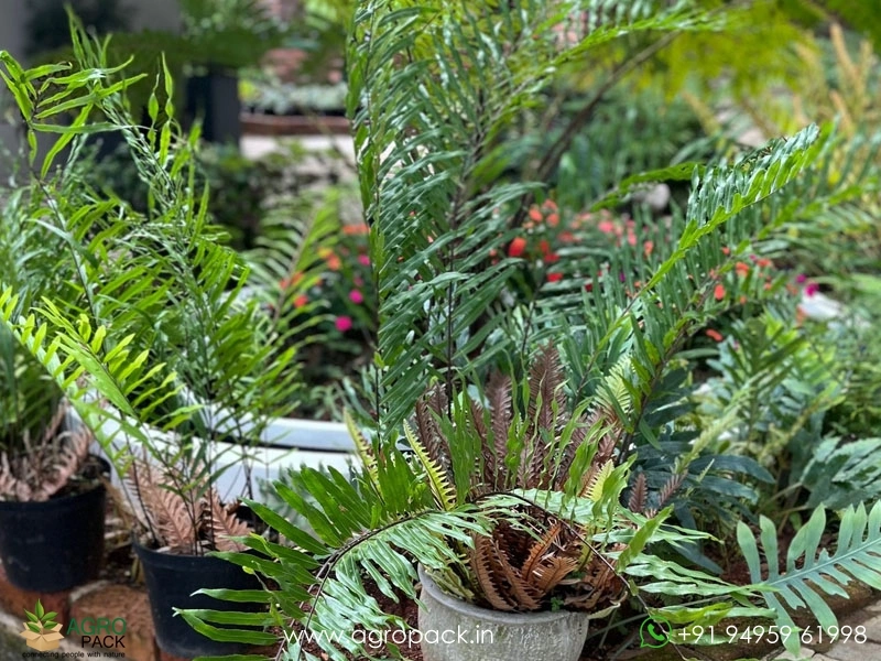 Drynaria-rigidula-Fern3