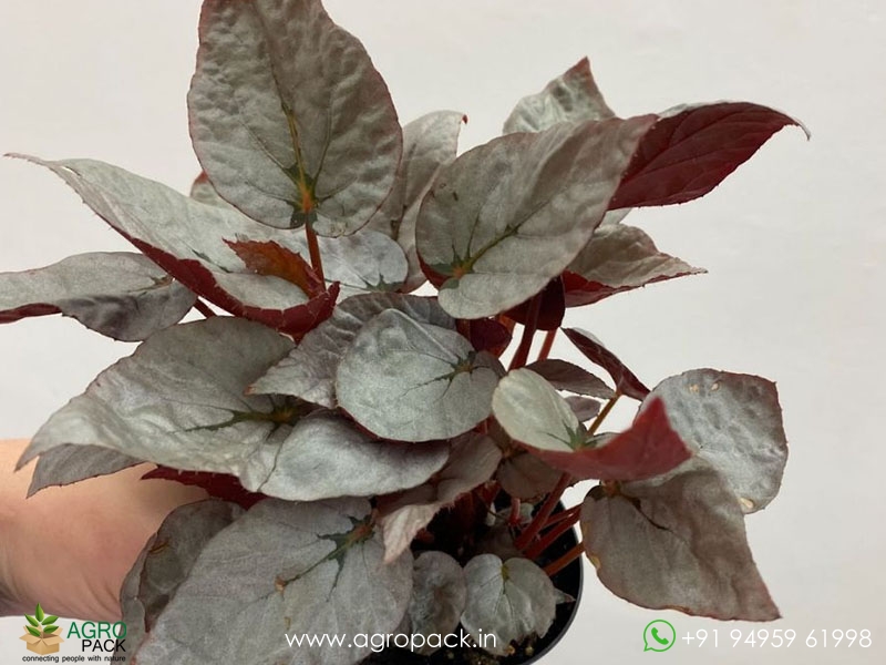 Duarten-Rex-Begonia1