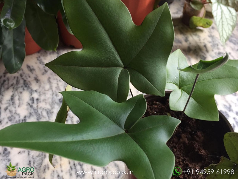 Duck-Foot-Fern1