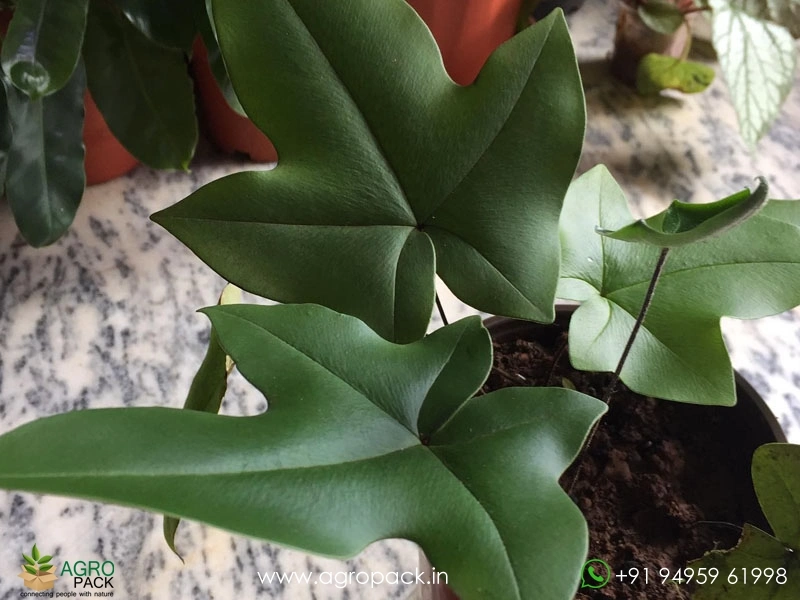 Duck-Foot-Fern1