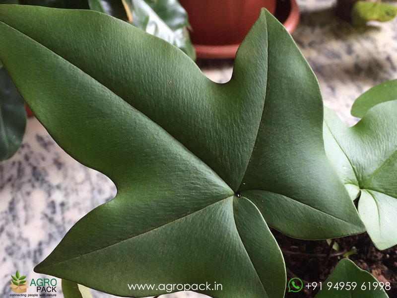 Duck-Foot-Fern2