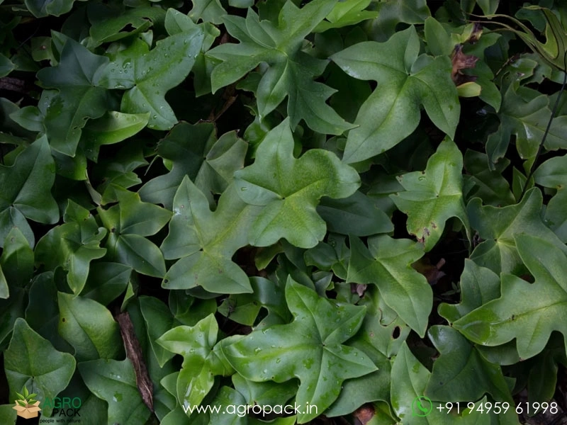 Duck-Foot-Fern3