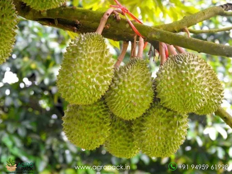 Durian1