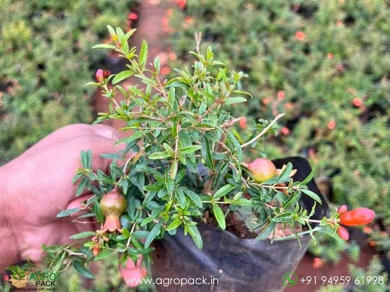 Dwarf-Pomegranate1