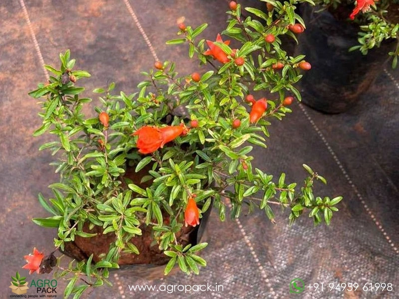 Dwarf-Pomegranate2