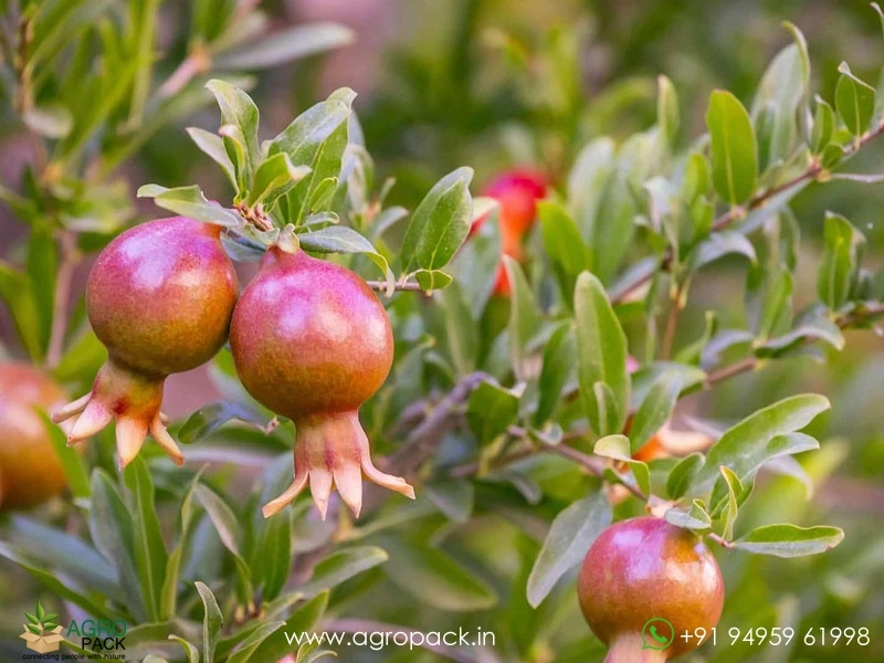Dwarf-Pomegranate3