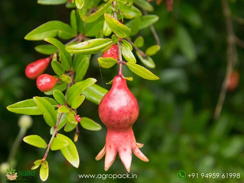Dwarf-Pomegranate4