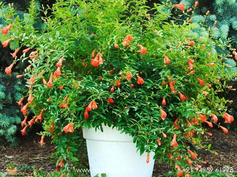 Dwarf-Pomegranate6