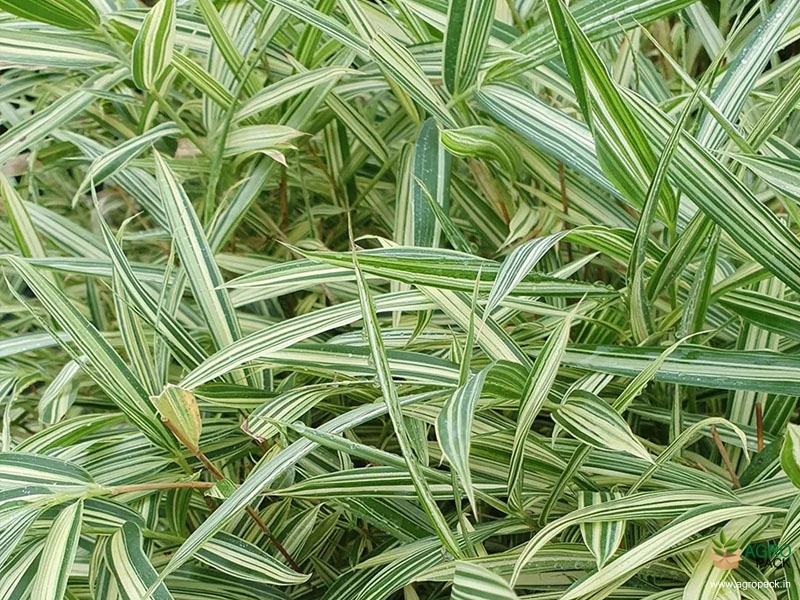 Dwarf-White-Bamboo-Variegated2