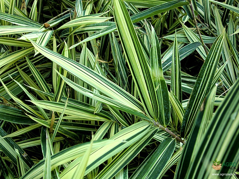 Dwarf-White-Bamboo-Variegated3