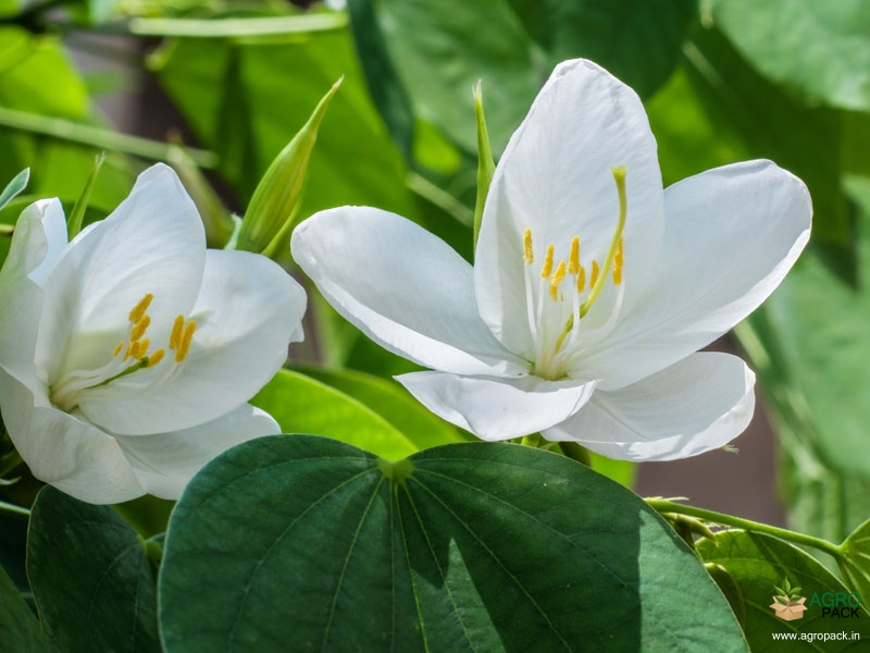 Dwarf-White-Orchid-Tree1