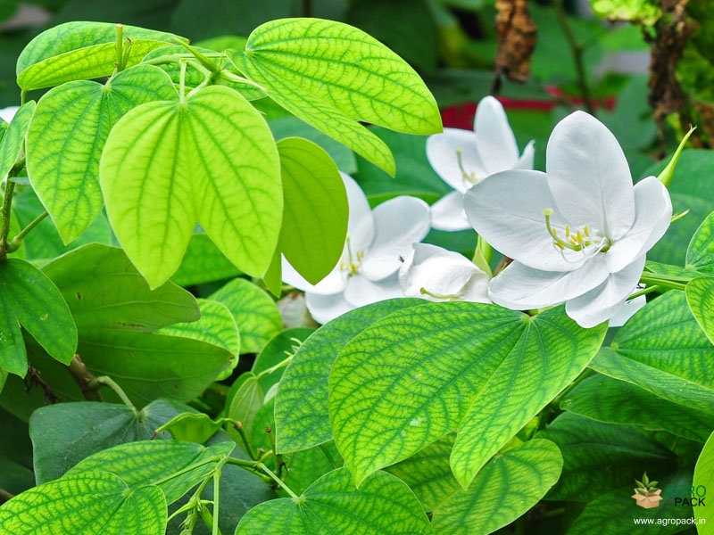 Dwarf-White-Orchid-Tree3