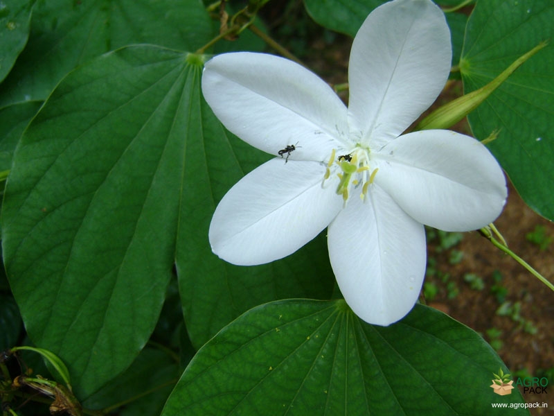 Dwarf-White-Orchid-Tree4