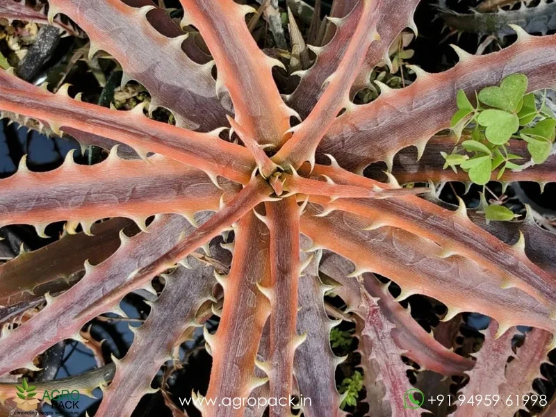 Dyckia-Samed-rtp1