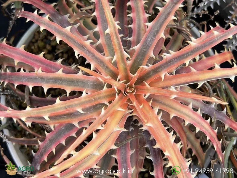 Dyckia-Samed-rtp2