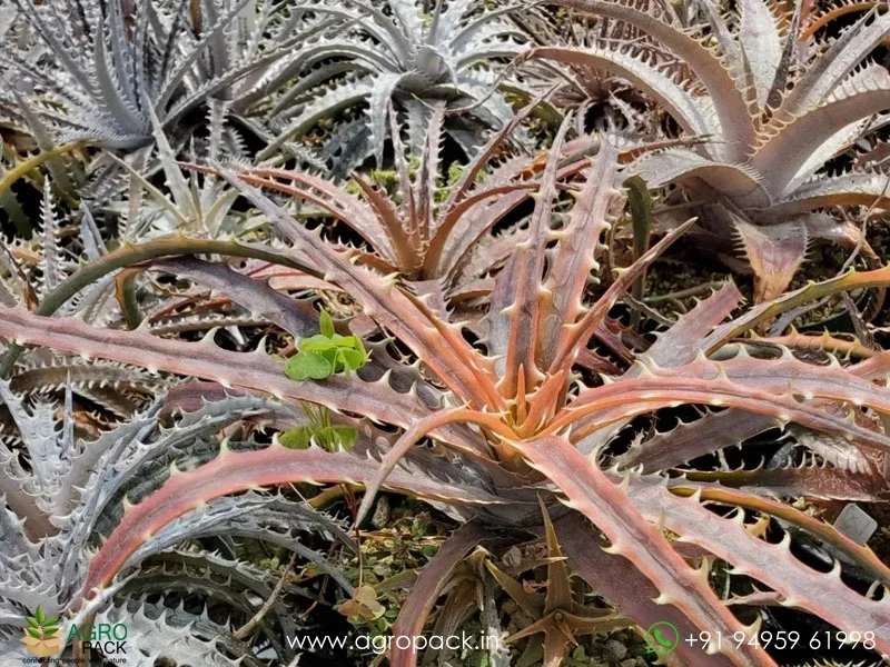 Dyckia-Samed-rtp3