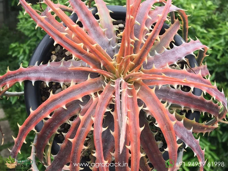 Dyckia-Samed-rtp4