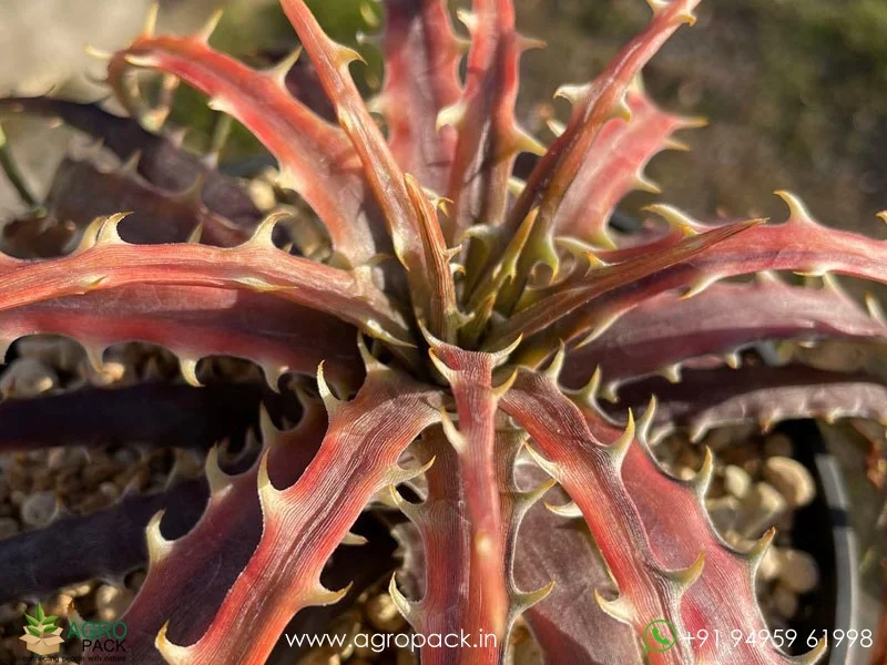 Dyckia-Samed-rtp5