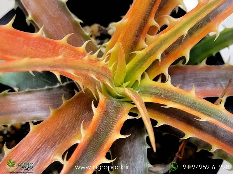 Dyckia-Samed-rtp6