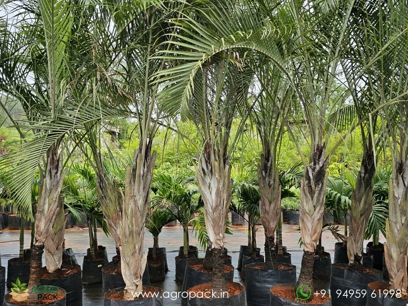 Dypsis-decaryi-Triangle-Palm2