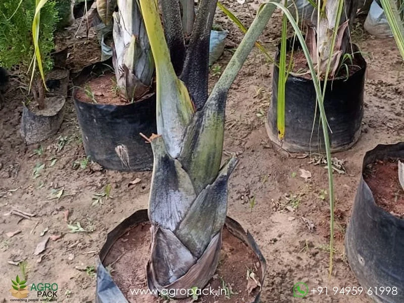 Dypsis-decaryi-Triangle-Palm3