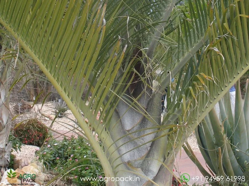Dypsis-decaryi-Triangle-Palm4