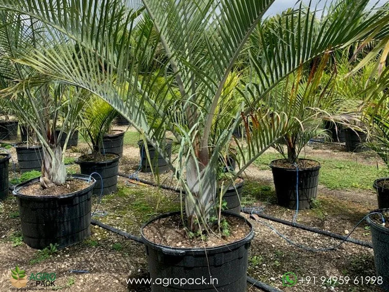 Dypsis-decaryi-Triangle-Palm5