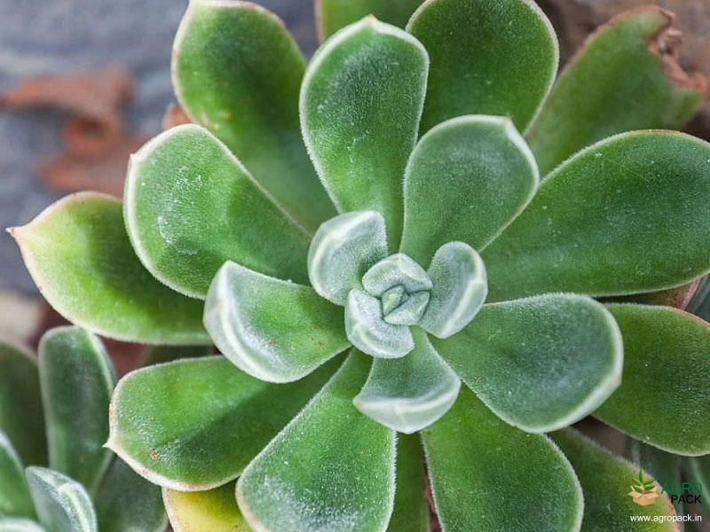 Echeveria-Succulent-Plants1