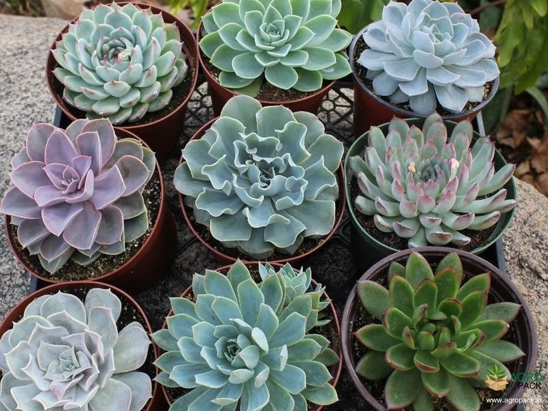 Echeveria-Succulent-Plants2
