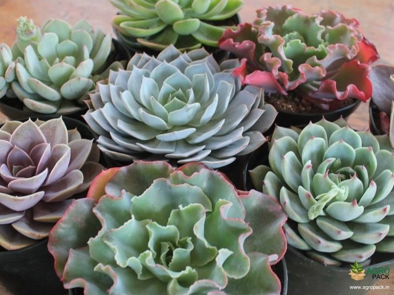 Echeveria-Succulent-Plants3