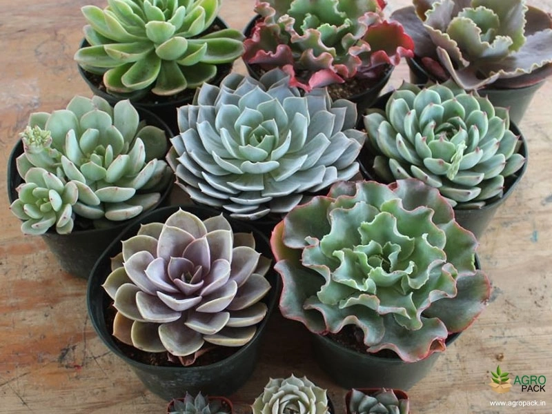 Echeveria-Succulent-Plants4