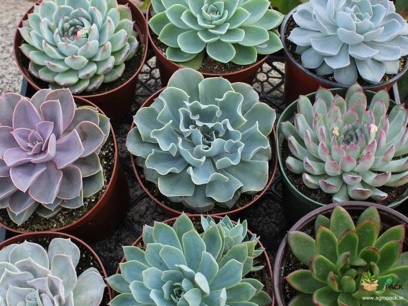 Echeveria-Succulent-Plants5