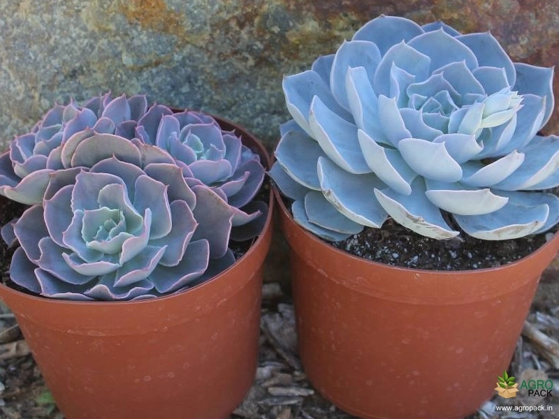 Echeveria-Succulent-Plants6