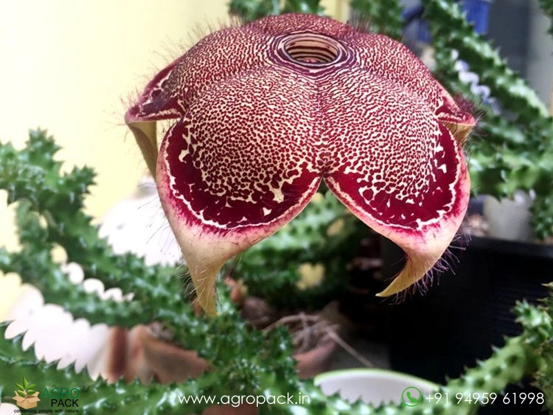 Edithcolea-Persian-Carpet1
