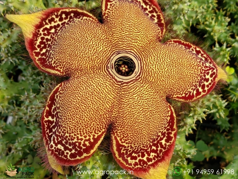 Edithcolea-Persian-Carpet2