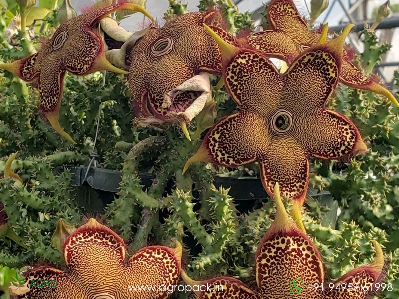 Edithcolea-Persian-Carpet3