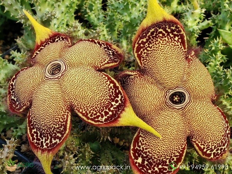 Edithcolea-Persian-Carpet4